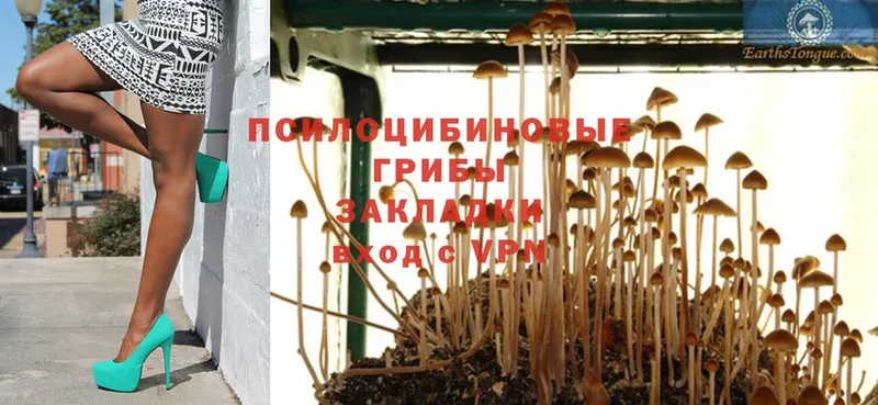 как найти наркотики  Камышлов  Псилоцибиновые грибы Psilocybe 